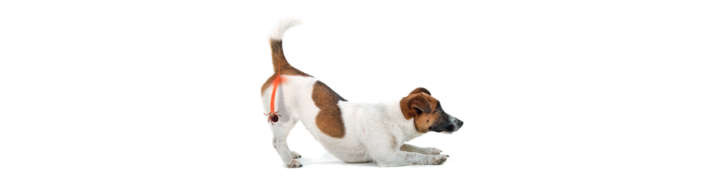 Exspot Hund mit Zecke