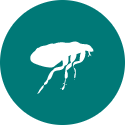 Flöhe